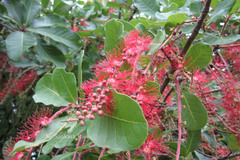 Barringtonia acutangula